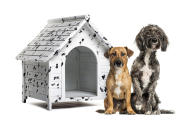 Two Crossbreed dogs sitting in front of a spotted kennel