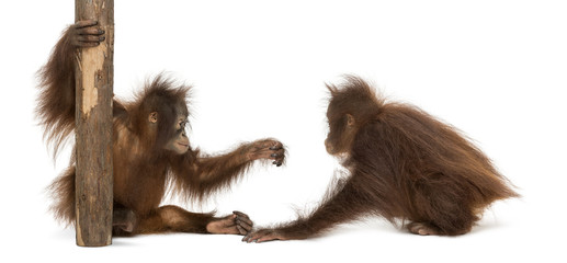 Two young Bornean orangutan playing together