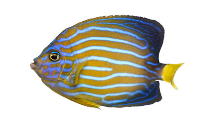 Side view of a Northern Angelfish, Chaetodontoplus septentrional