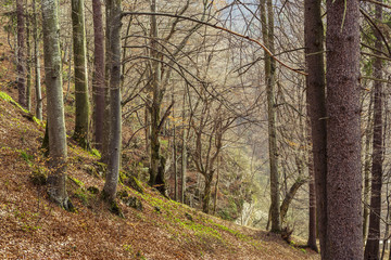 Dense deciduous forest in spring