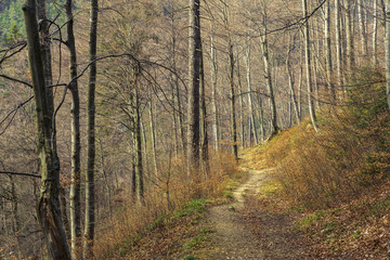 Foot trail in the forest in springtime