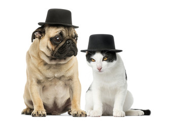 Pug puppy and cat wearing a top hat