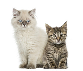 Fototapeta na wymiar European shorthair and british shorthair kitten sitting