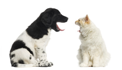 Obraz premium Maine Coon and Stabyhoun yawning at each other