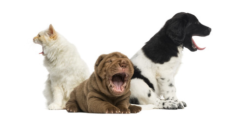 Cat and dogs yawning