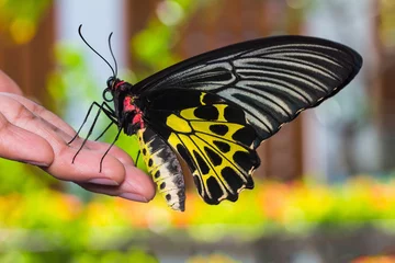 Crédence de cuisine en verre imprimé Papillon Golden birdwing butterfly