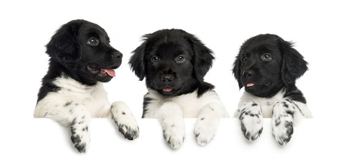 Three Stabyhoun puppies, panting and leaning on a white board