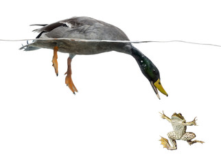 Mallard diving to catch a frog