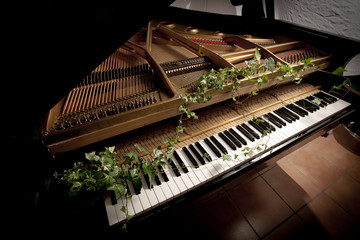 Ivy springs from a piano