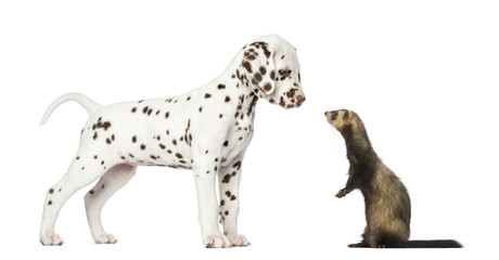 Dalmatian puppy looking at a  Ferret standing on hind legs
