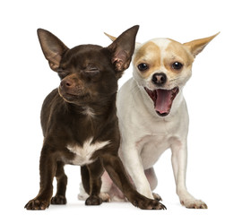 Two Chihuahuas, one is yawning and the other has is eyes closed