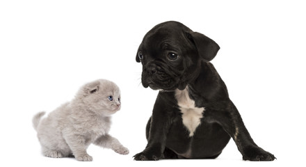 Kitten meets a French bulldog puppy sitting