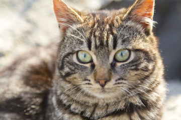 Cute cat in the street