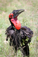 hornbill eating © lizemari