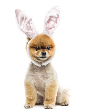 Groomed Pomeranian Dog Sitting And Wearing Rabbit Ears Headband