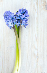 blue hyacinth on wooden table and copy-space for your text