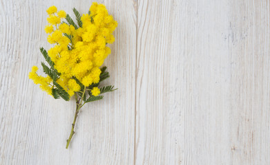 mimosa on white wooden background