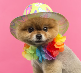 Pomeranian dog wearing a colored hat and a Hawaiian lei