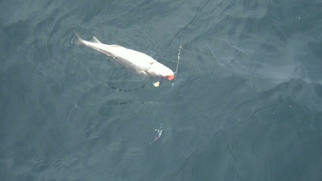 codfish on fishing-rod on background of sea