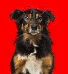 Close-up of a Border collie with red round sunglasses