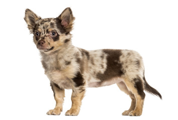 Chihuahua puppy looking away