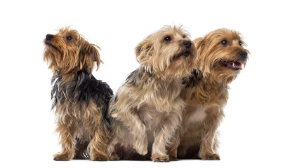 Fototapeta na wymiar Three Yorkshire Terriers sitting and looking up