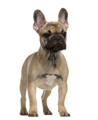French Bulldog puppy standing and looking away
