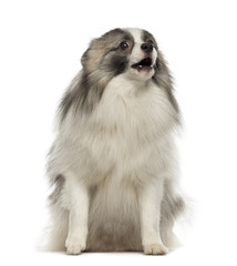Angry German Spitz sitting