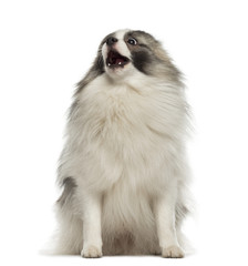 Angry German Spitz sitting