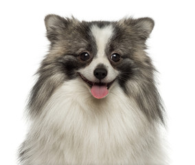 Close-up of a happy German Spitz smiling