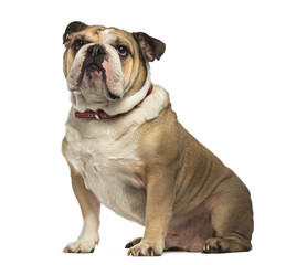 English Bulldog sitting and looking up