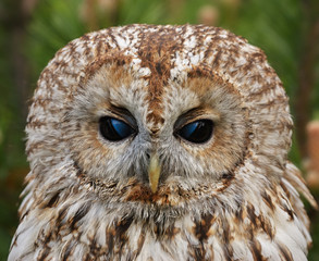 Portrait of tawny owl