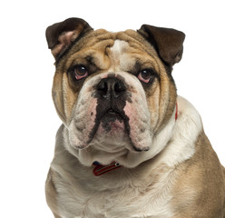 Close-up of an English Bulldog looking