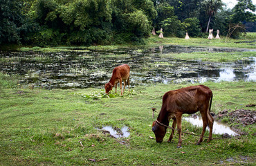 Free cows