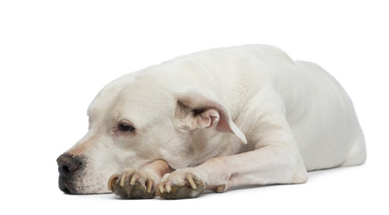 Dogo Argentino lying and looking away
