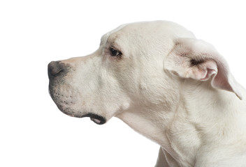 Close-up of a Dogo Argentino looking away