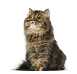 Persian kitten sitting and lookin up (8 months old)