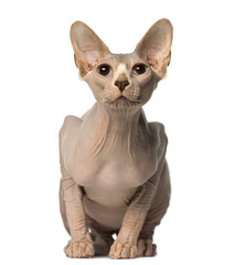Obraz premium Sphynx sitting and looking up