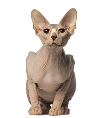 Sphynx sitting and looking up