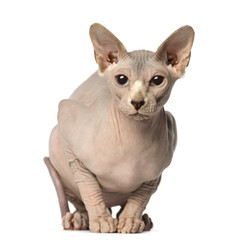 Sphynx sitting and looking away