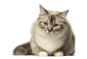 Birman lying and looking away