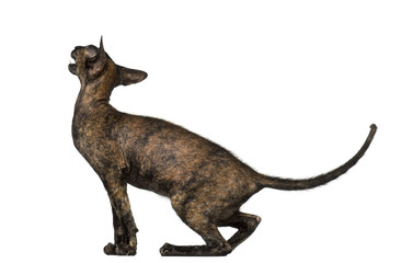 Peterbald kitten looking up and meowing