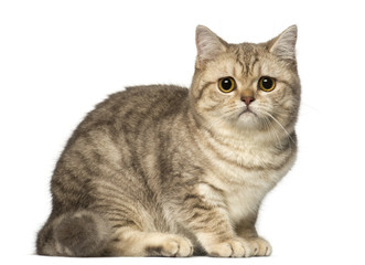 Worried British Shorthair lying and looking at the camera