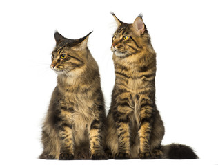 Two Maine Coons sitting and looking away