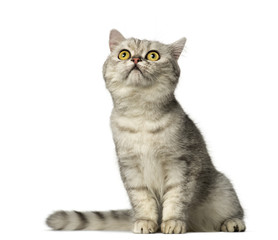 British Shorthair kitten sitting and looking up