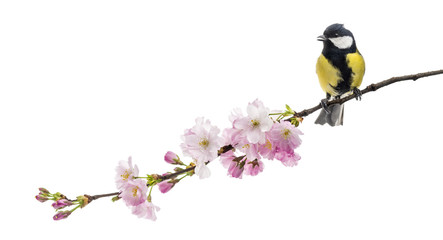 great tit perched on a flowering branch, Parus major