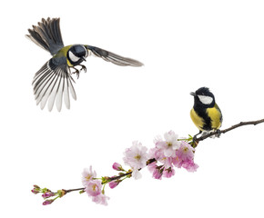 Fototapeta premium Two great tit flying and perched on a flowering branch