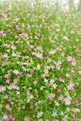 gypsophila