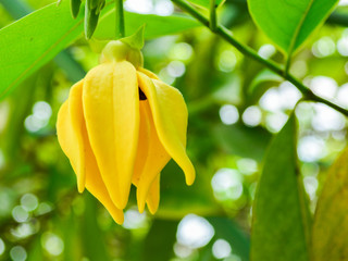 Ylang-ylang