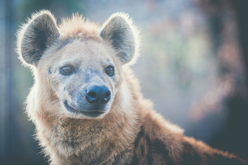 Portrait de hyène